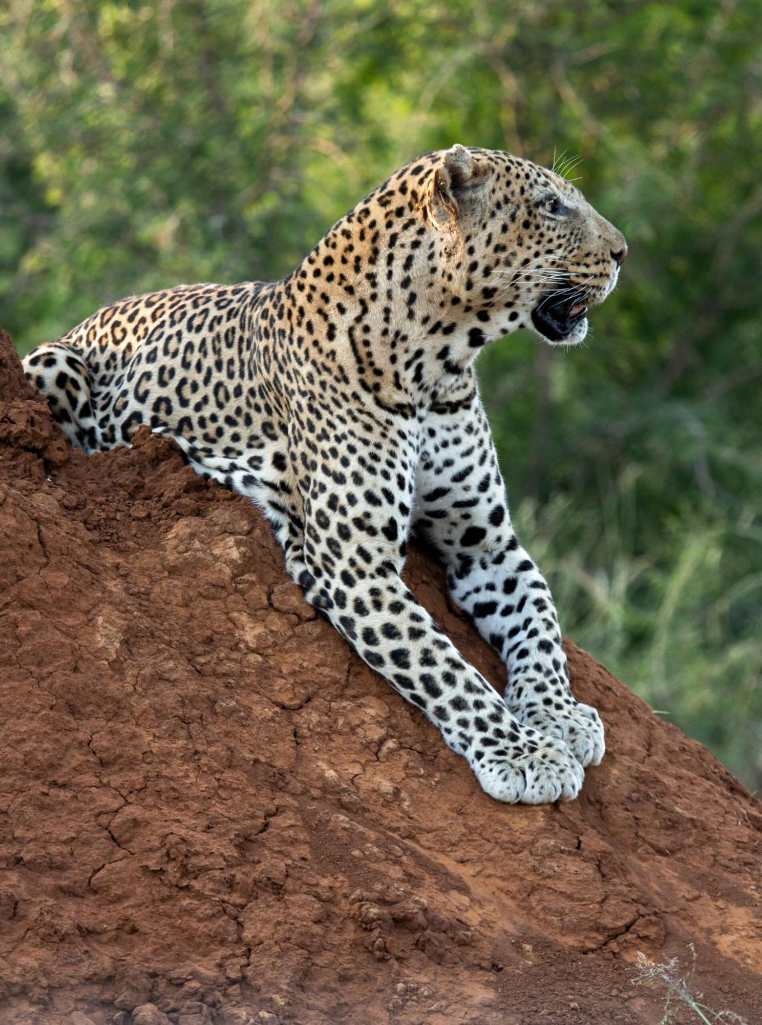 Tuningi Safari Lodge Мадікве-Ґейм-Резерв Екстер'єр фото