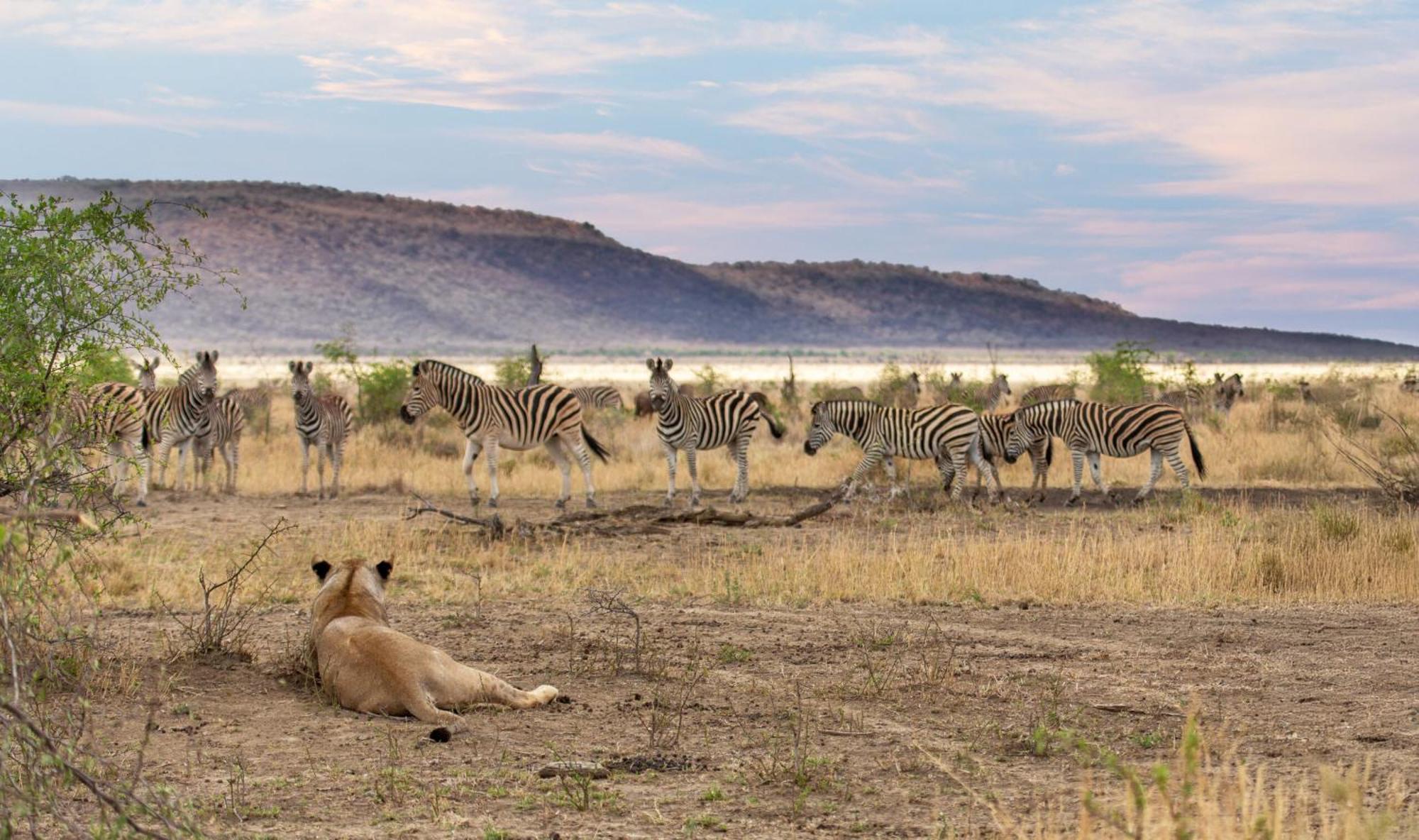 Tuningi Safari Lodge Мадікве-Ґейм-Резерв Екстер'єр фото