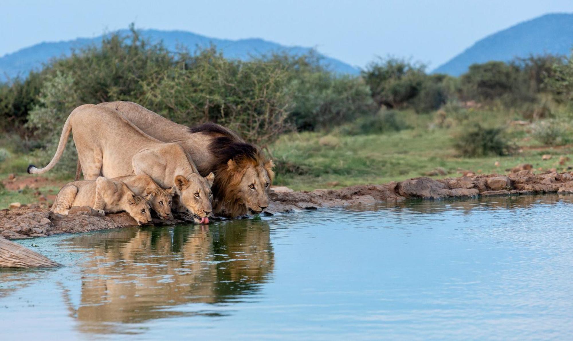 Tuningi Safari Lodge Мадікве-Ґейм-Резерв Екстер'єр фото