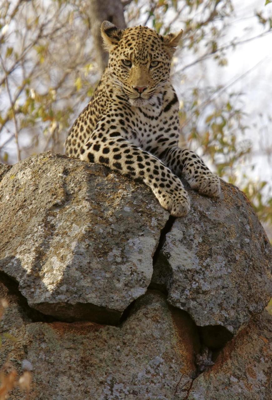 Tuningi Safari Lodge Мадікве-Ґейм-Резерв Екстер'єр фото