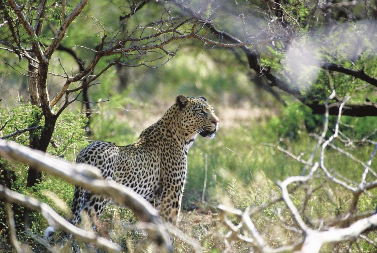 Tuningi Safari Lodge Мадікве-Ґейм-Резерв Екстер'єр фото